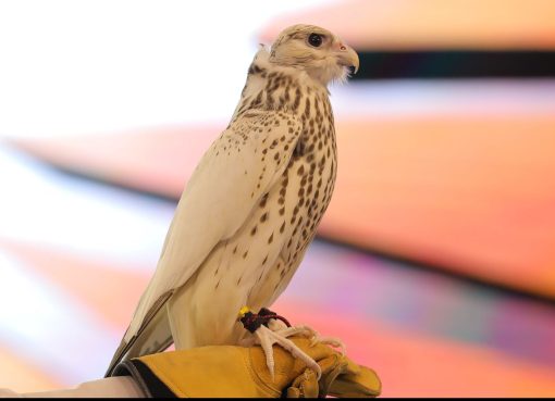 صفقات قياسية تعزز مكانة المزاد الدولي لمزارع إنتاج الصقور بصفته محركًا ثقافيًا واقتصاديًا