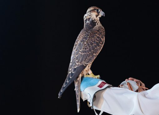 مزاد نادي الصقور السعودي 2025.. خدمات متكاملة تعزز الموروث وتدعم الطواريح