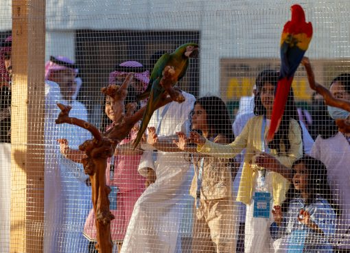معرض الصقور والصيد السعودي الدولي 2025 يقدّم “السفاري” منطقةً جديدة للتعريف بالحيوانات المهددة بالانقراض