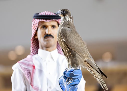 بيع صقرين بـ900 ألف ريال من منغوليا في معرض الصقور والصيد السعودي الدولي 2025