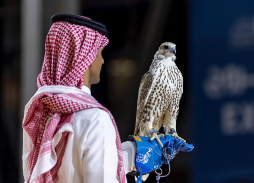 بيع 3 صقور بقيمة تقارب مليون ريال ضمن فعاليات معرض الصقور والصيد السعودي الدولي 2025